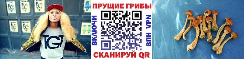 Псилоцибиновые грибы GOLDEN TEACHER дарнет шоп Ахтубинск